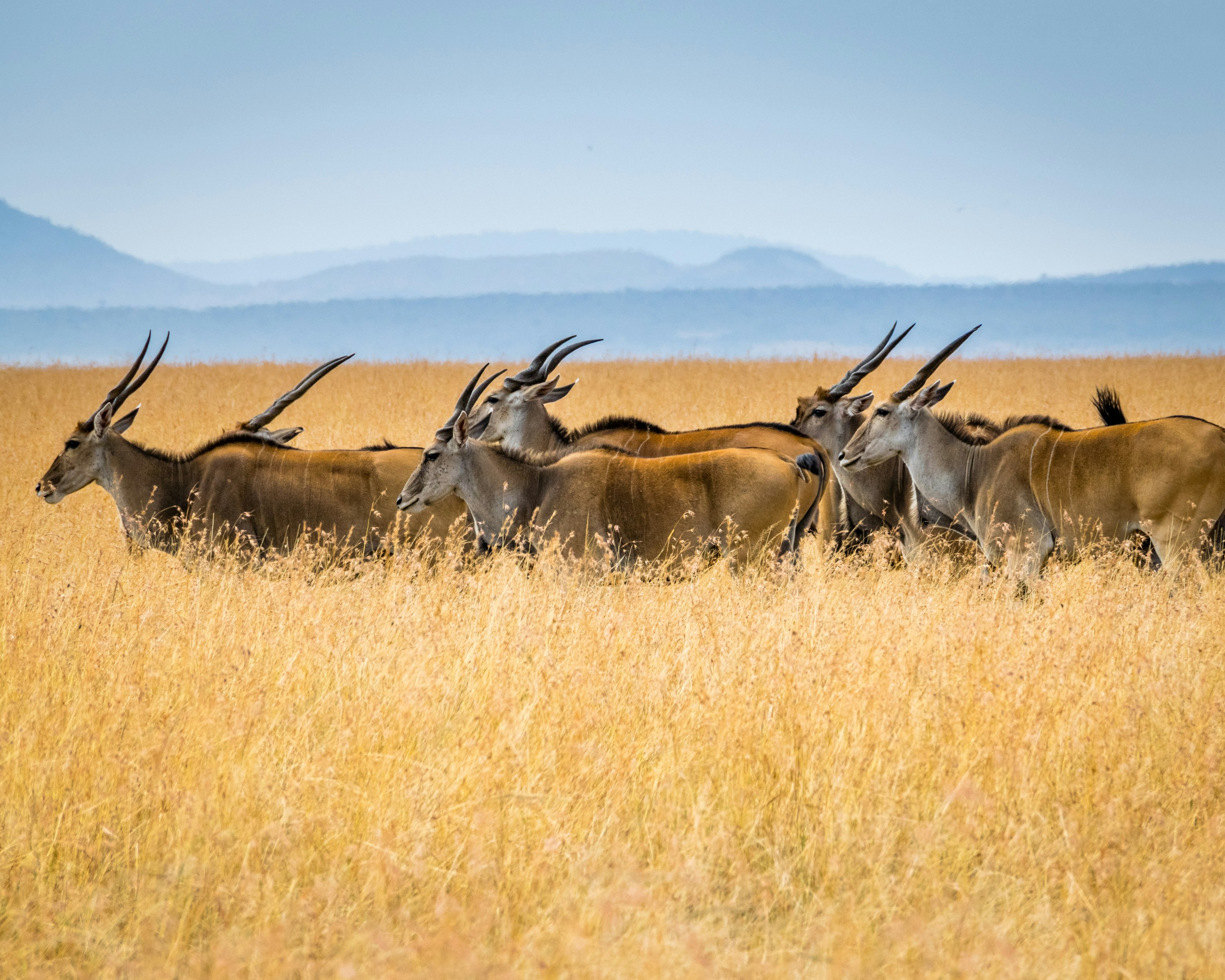 Luxury safari lodge overlooking Serengeti at sunset
