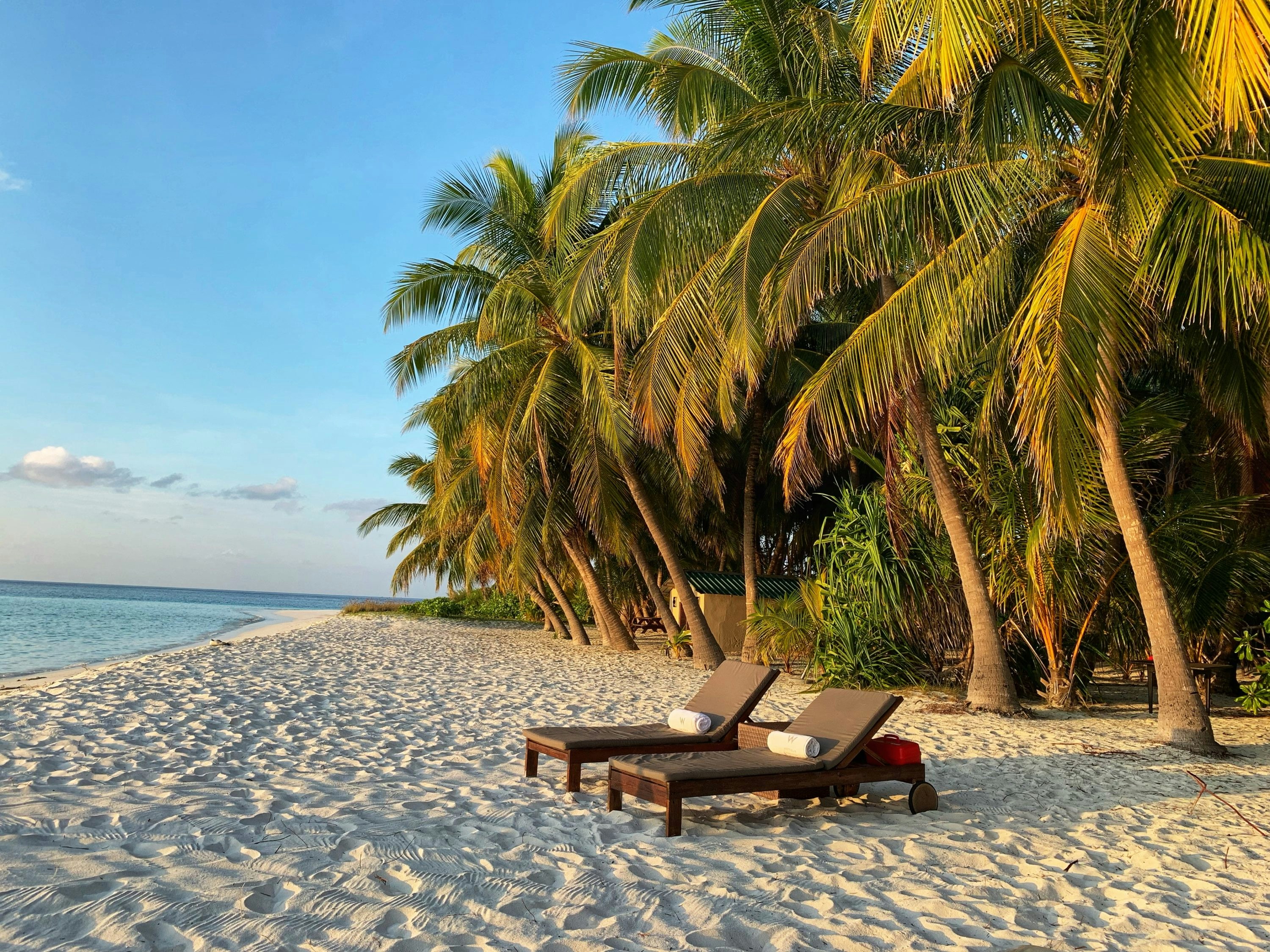 Tropical beach with palm trees